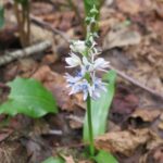 Reconnaissance de la faune et de la flore terrestres
