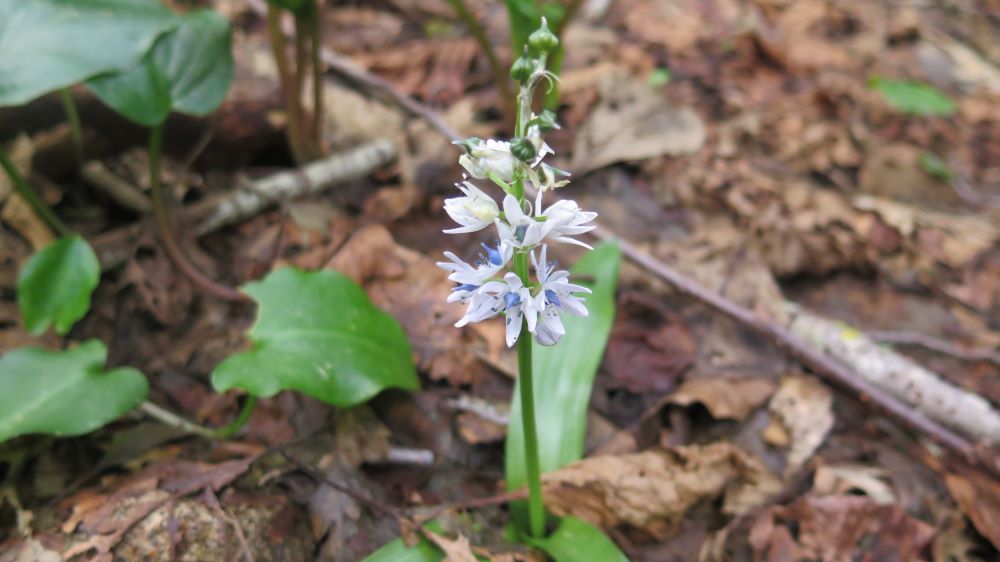 Read more about the article Reconnaissance de la faune et de la flore terrestres