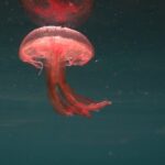 Reconnaissance de la faune et de la flore marines