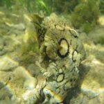 Suivi des espèces invasives