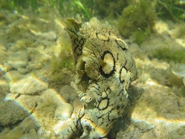 Read more about the article Suivi des espèces invasives